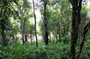 El placer de visitar Reserva de la Biósfera Yabotí
