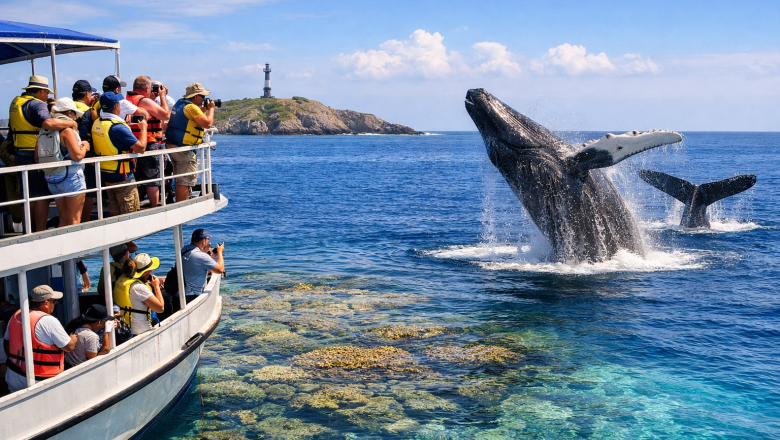 Ballenas y Brasil: un viaje que late con la naturaleza