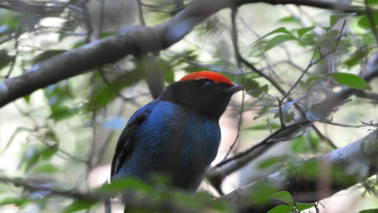 Misiones, un destino para descubrir a través de sus aves