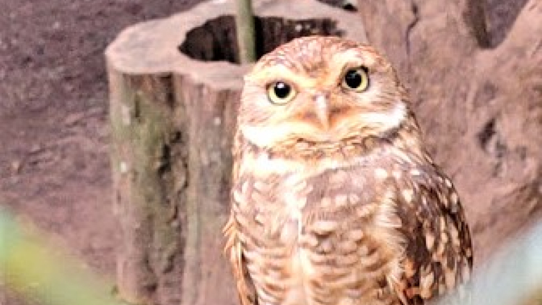 Guira Oga: un refugio que late en el corazón de la selva misionera