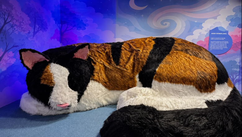 Museo del Gato: una experiencia inmersiva para descubrir el universo felino en CDMX