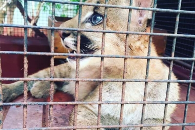 Rehabilitan crías de pumas