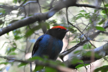 Misiones, un destino para descubrir a través de sus aves