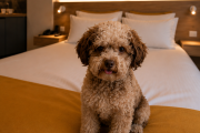 Feir’s Park Hotel: Buenos Aires se abre al turismo Pet Friendly